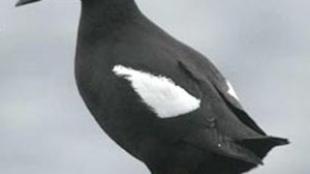 Black Guillemot