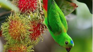 Blue-crowned Parrot