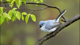 Blue-gray Gnatcatcher