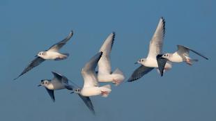 Bonaparte's Gulls, non-breeding plumage