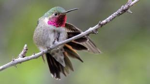 Broad-tailed Hummingbird fanning its tail out while perched on a branch