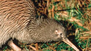 Brown Kiwi