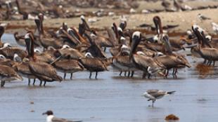 Brown Pelicans