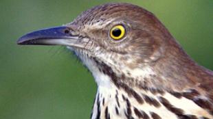 Brown Thrasher