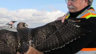 Bud Anderson helping safely remove a Red-tailed Hawk from airport area