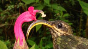 Buff-tailed Sicklebill