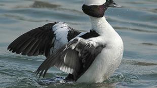 Bufflehead