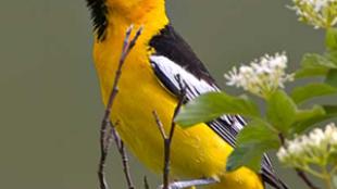 Bullocks Oriole