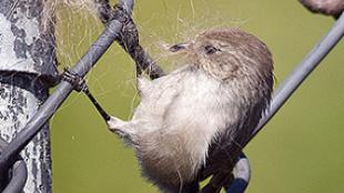 Bushtit