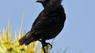 Cactus Finch perched on cactus flower