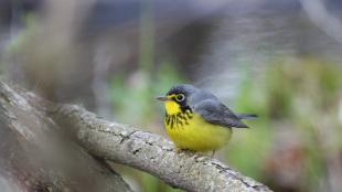 Canada Warbler