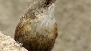 A Canyon Wren