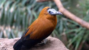 Capuchinbird