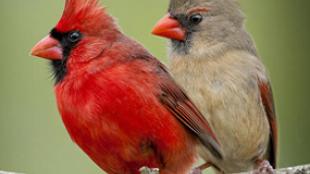 Northern Cardinals, male and female 