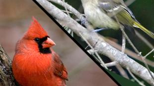 Cardinal (bottom) and Vireo (top)