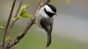 Carolina Chickadee