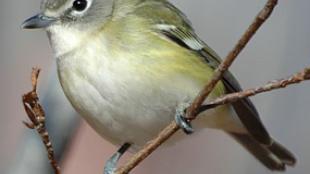 Cassin's Vireo