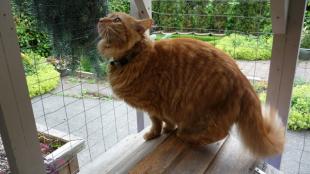 A Catio with cat