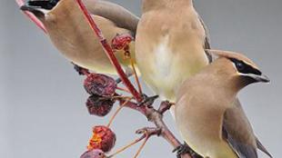 Cedar Waxwing