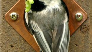 Black-capped Chickadee