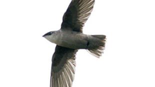 Chimney Swift