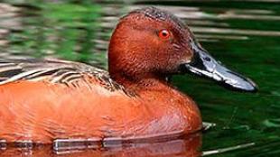 Cinnamon Teal