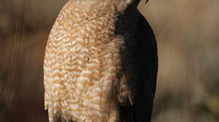 Cooper's Hawk