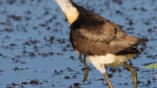 Comb-crested Jacana carrying a chick