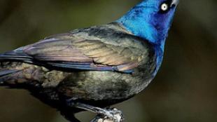 Common Grackle