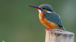 Common Kingfisher