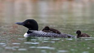 Common Loon with chicks