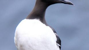 Common Murre