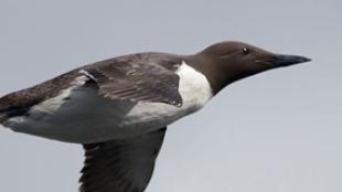 Common Murre