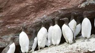 Common Murres