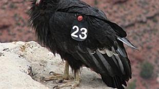 California Condor