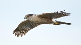 Cooper's Hawk in flight