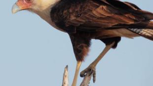 Crested Caracara