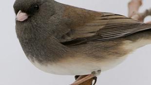 Dark-eyed Junco