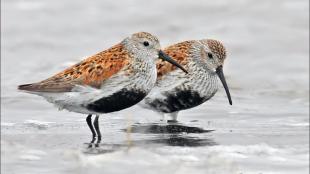 Dunlins