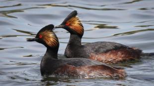 Eared Grebe, breeding plumage adults