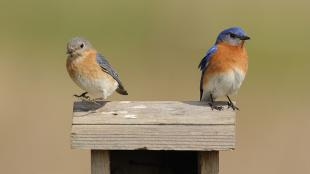 Eastern Bluebirds