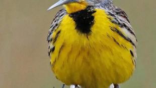 An Eastern Meadowlark Singing