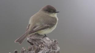 Eastern Phoebe