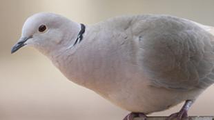 Eurasian Collared-Dove