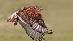 Ferruginous Hawk