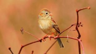 Field Sparrow