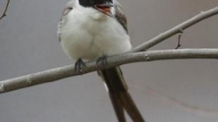 Fork-tailed Flycatcher