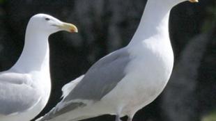 Glaucous-winged Gull