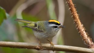 Golden-crowned Kinglet