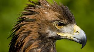 Golden Eagle